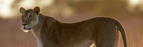 kre31's profile banner image