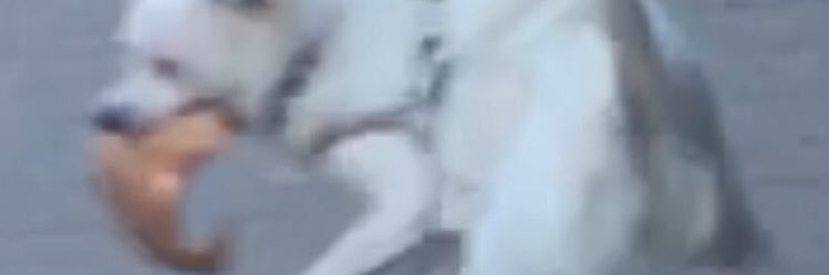 yaychloe's profile banner image