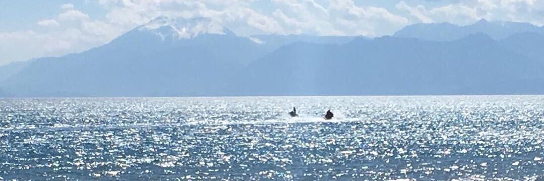 sara tavernor banner