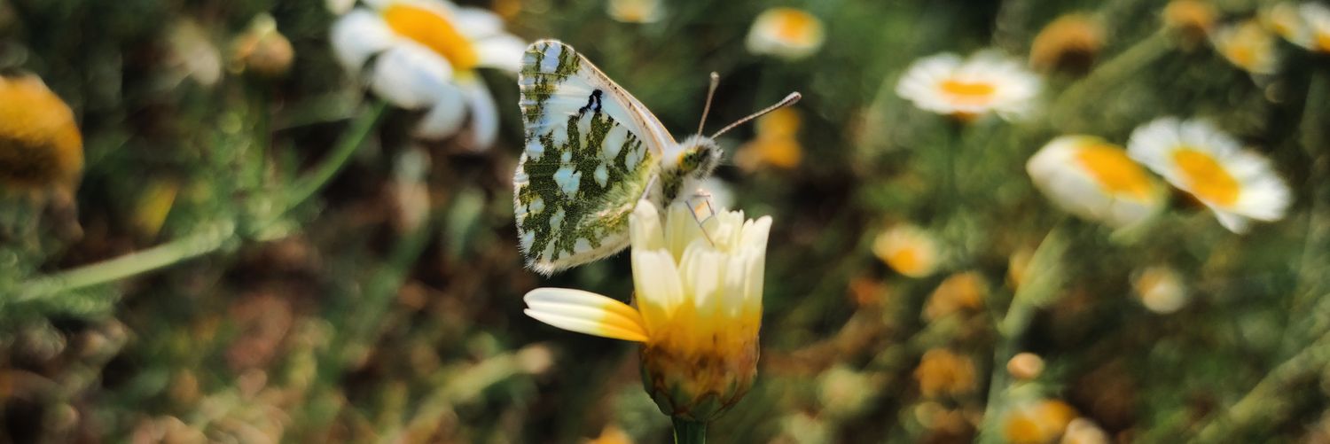 Nugget Sin Salsa banner