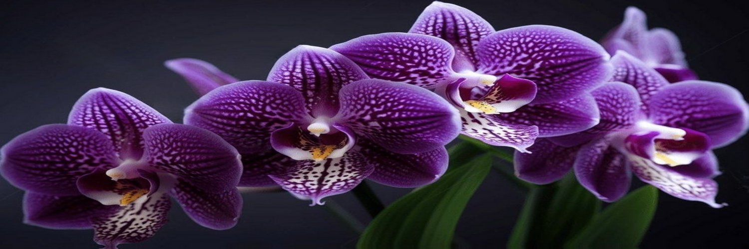 DvineSovereign's profile banner image