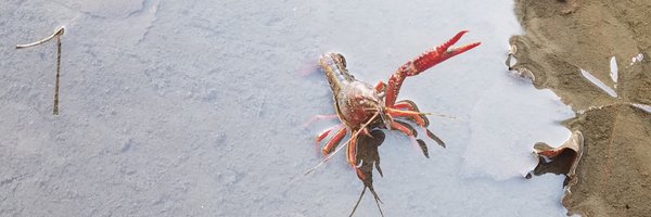 not_a_bot_rly Profile Banner