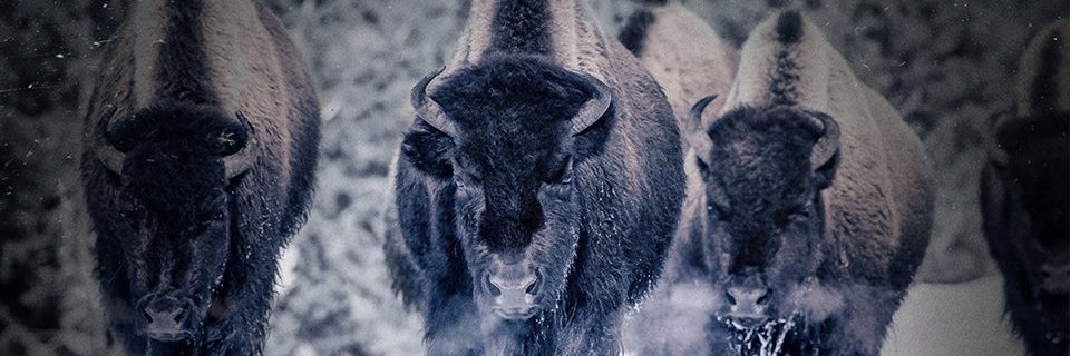 NiagaraJAZ's profile banner image