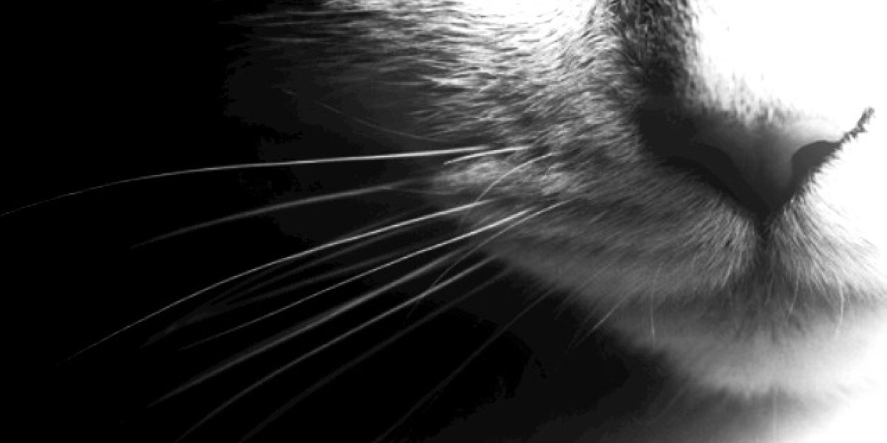 nyanyaaaaaa's profile banner image