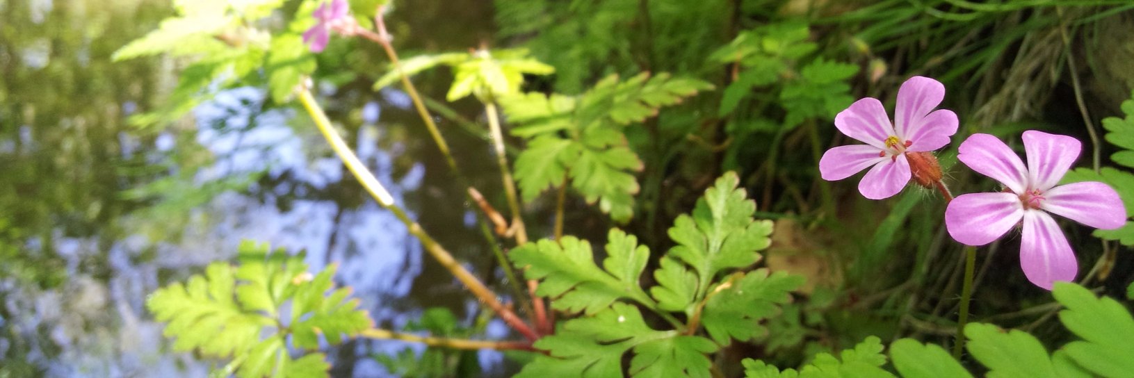 NTWirral's profile banner image