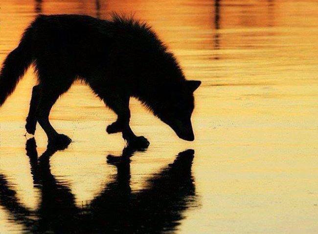 KyraCrow484's profile banner image