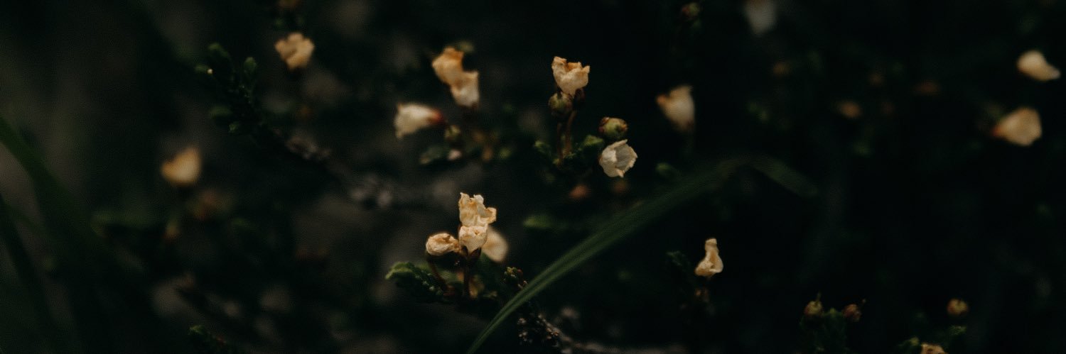 ech0esofmine's profile banner image