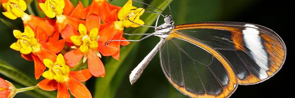 Butterfly World banner