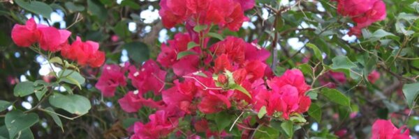 PocketsofHope Profile Banner