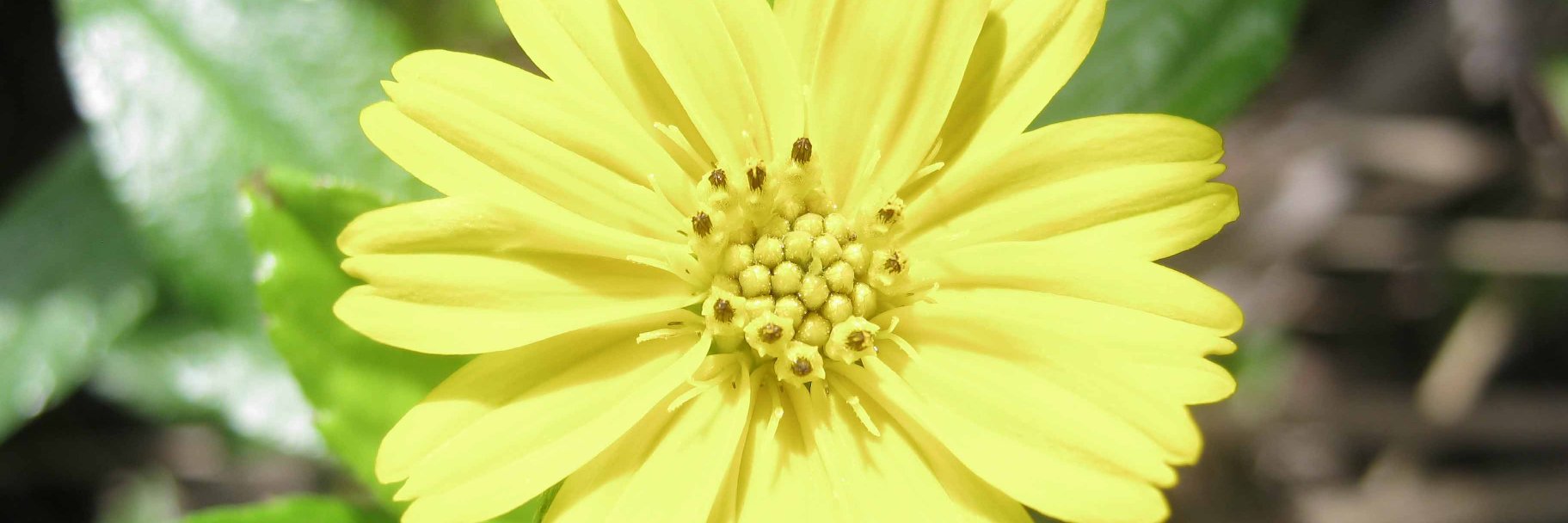 yellowarirose's profile banner image