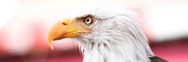 SLBenfica Profile Banner