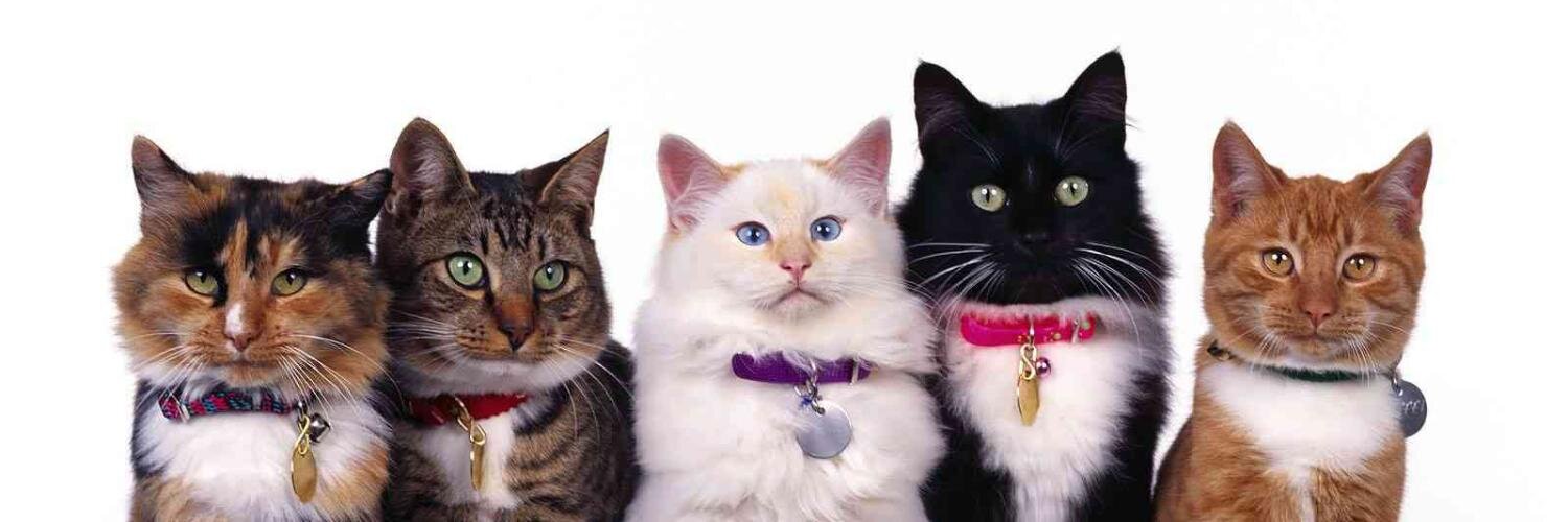 Andrew Fitzgerald banner