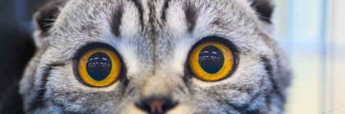 henniwidias's profile banner image