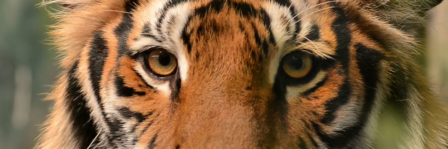 WWF Verdens naturfond banner