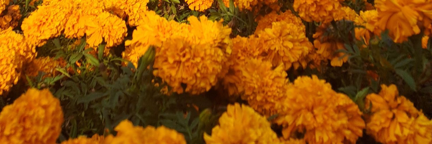 Julio_EVS's profile banner image