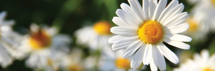 emilayyee's profile banner image
