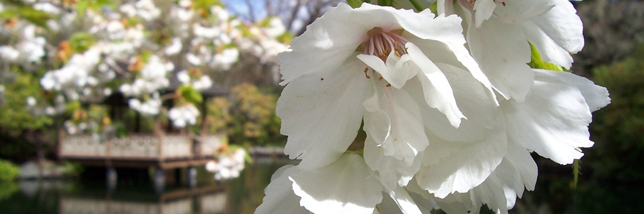 Greater Victoria Flower Count banner