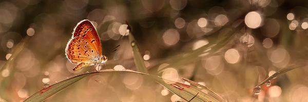 _xojolene's profile banner image