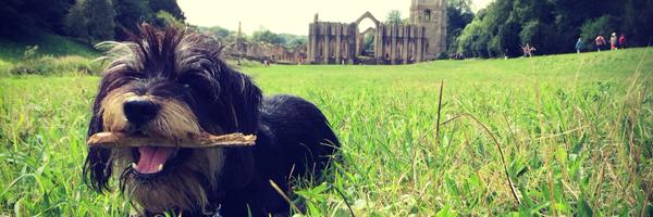 rachnut Profile Banner