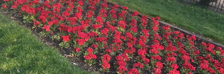 Alison_17's profile banner image