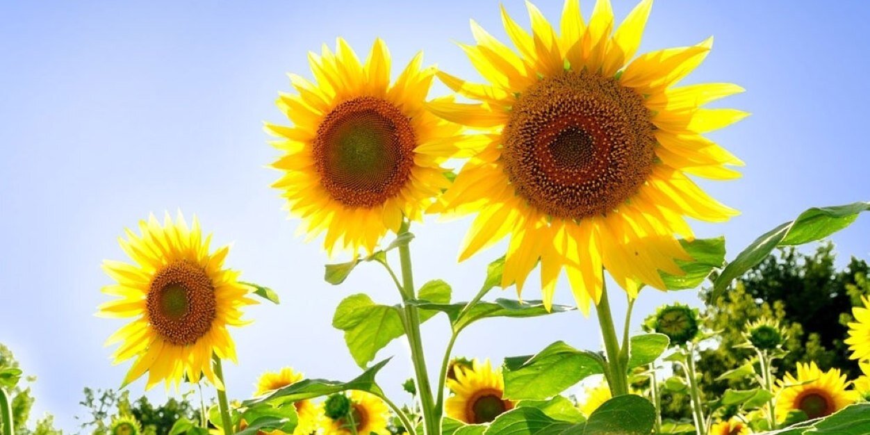 SunflowerBabe's profile banner image