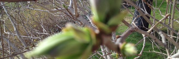 iLykseth Profile Banner