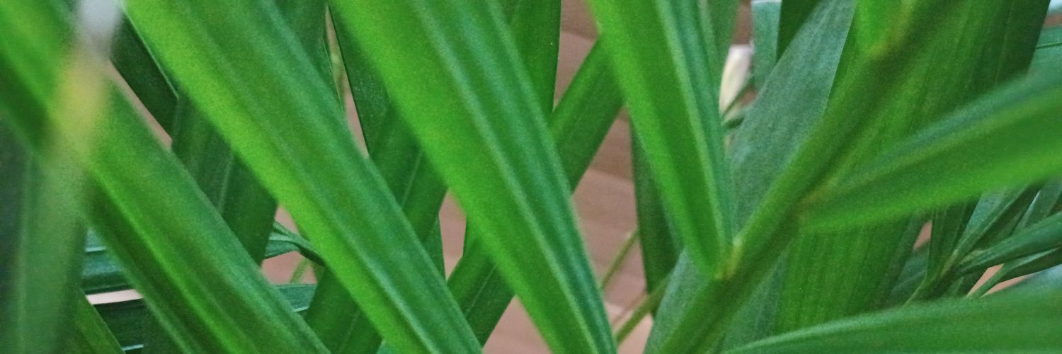 ikkikka's profile banner image