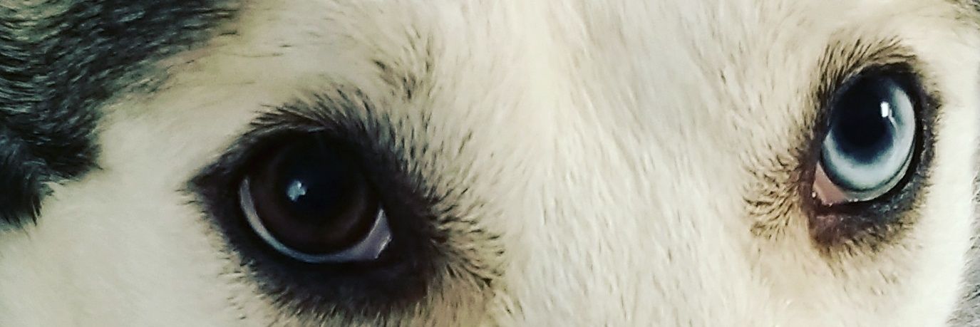 libelulaazul77's profile banner image