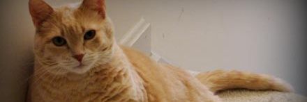 lobosinpelo's profile banner image