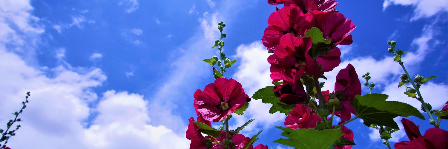yumitanity's profile banner image