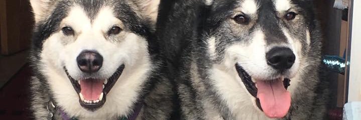 tinky_bell's profile banner image