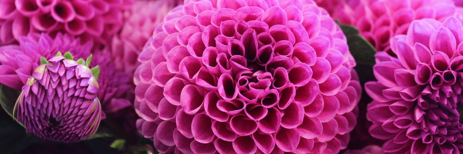 SeaQue4's profile banner image