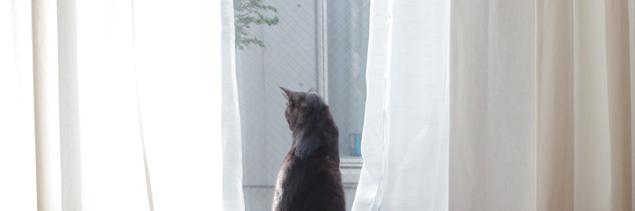 ilovedotcat's profile banner image