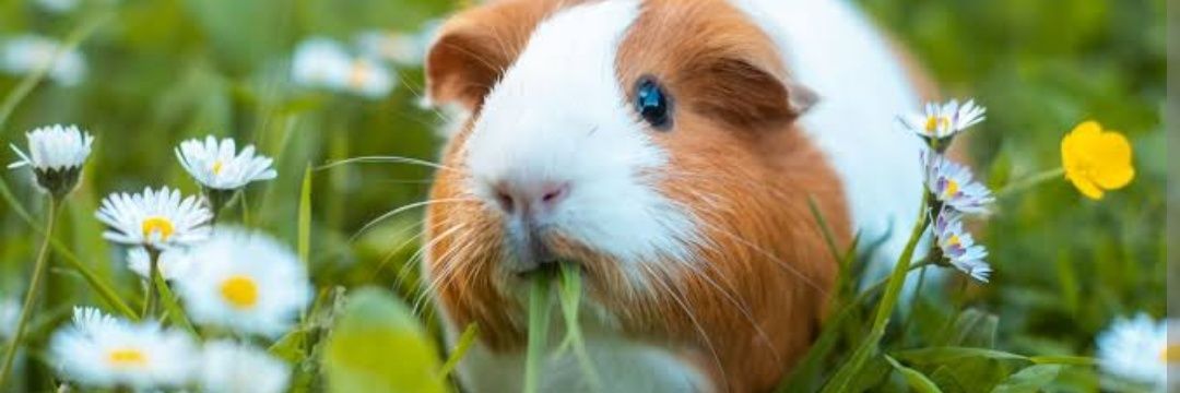 Teresa, cobaya de Éboli en el reino del 🦀 banner