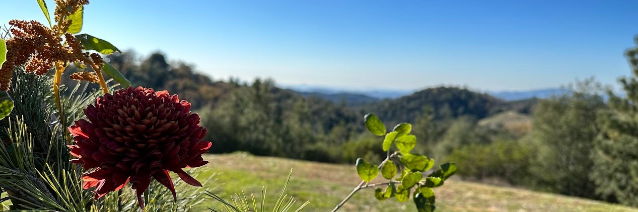 Barbara Fisch banner