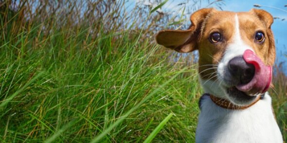 dogswell's profile banner image