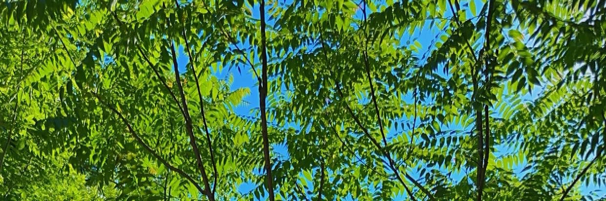 daydreaming818's profile banner image