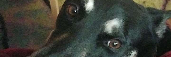 KoolaidOath's profile banner image