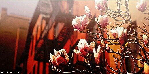 t_rima's profile banner image