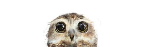 me & cinderella 🦉☘️🦉 banner