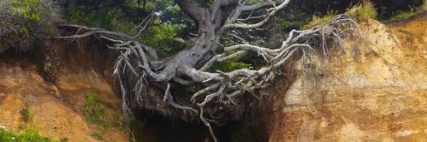 Brandon Larson, CMAA banner