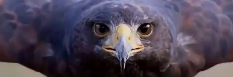gpekcan's profile banner image