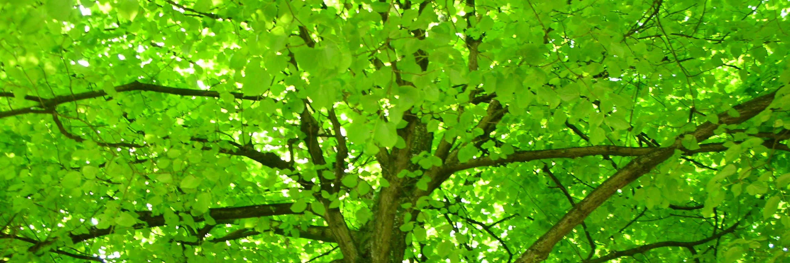 Lauriiebel's profile banner image