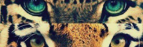 Wtrass's profile banner image