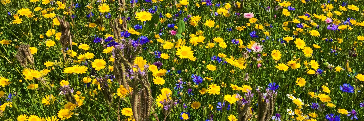 Bridget Cusack banner