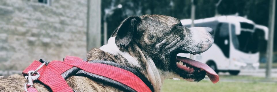 perezcampoj's profile banner image