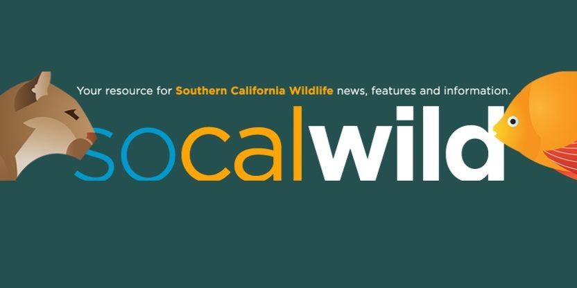 SoCalWild's profile banner image