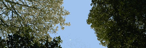 eigencat Profile Banner