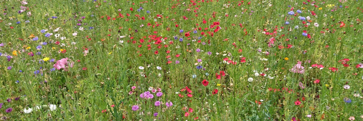 Dr Alison Diaper banner