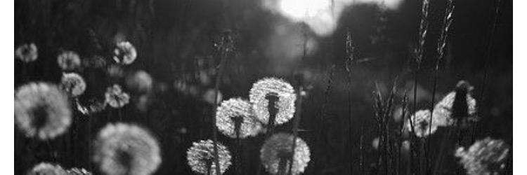 Lizzie_archbold's profile banner image